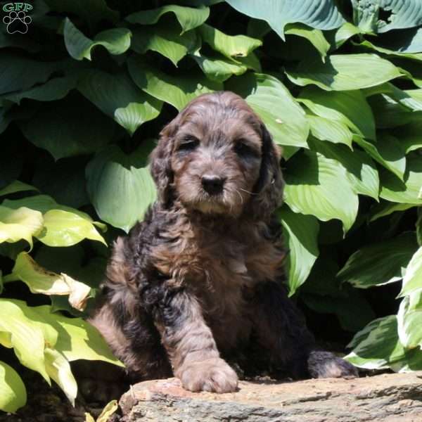 Max, Irish Doodle Puppy